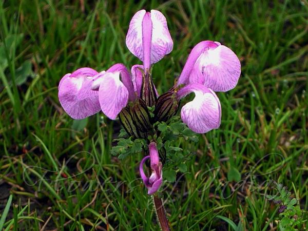 Rattle Lousewort