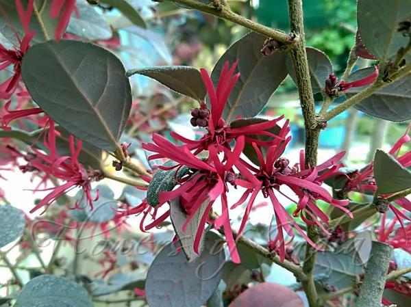 Red Chinese Fringe Flower