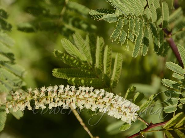 Senegalia chundra - Red Cutch Tree