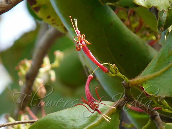 Red Honey Suckle Mistletoe