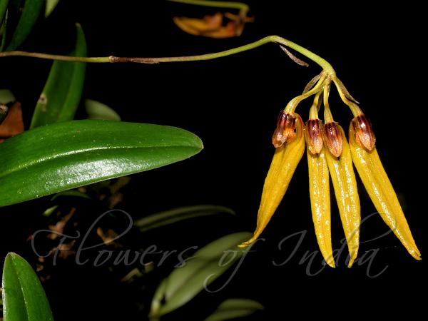 Red-Capped Bulb-Leaf Orchid