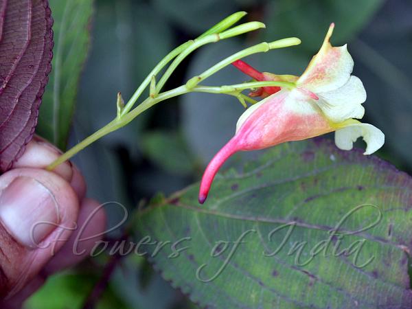 Red-Spur White Balsam