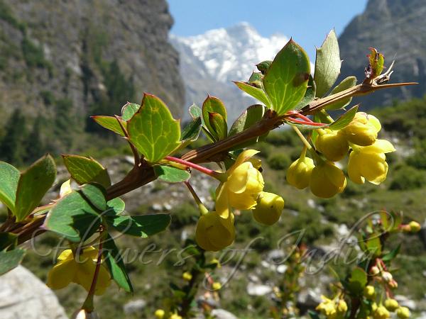 Red-Stem Barberry