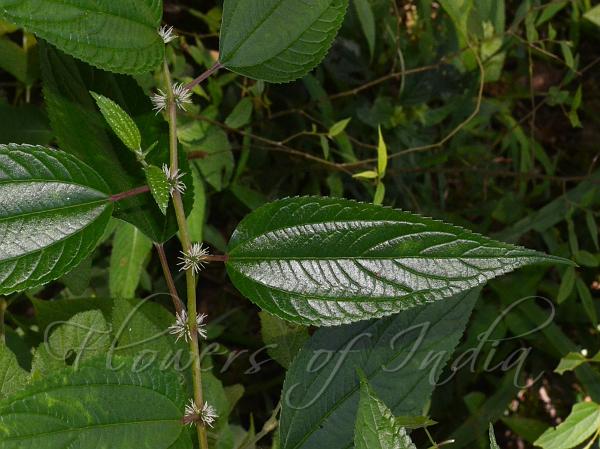 Red-Stem Pouzolz's Bush