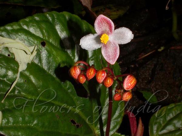 Red-Vein Begonia