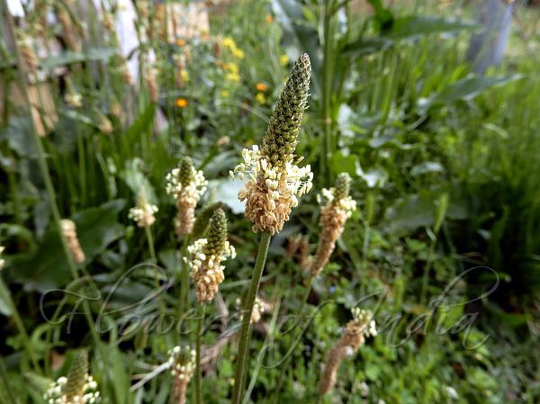 Ribwort Plantain