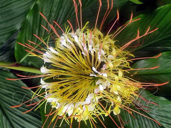 Rock Butterfly Ginger Lily
