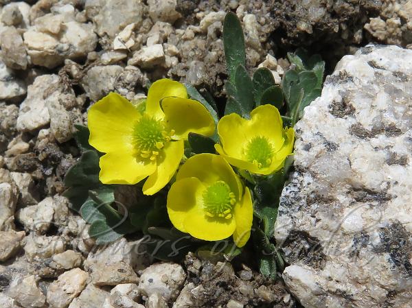 Rock-Dwelling Buttercup