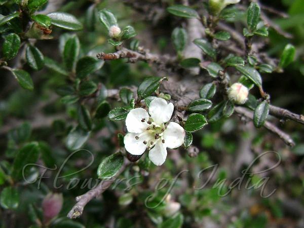 Rockspray Cotoneaster
