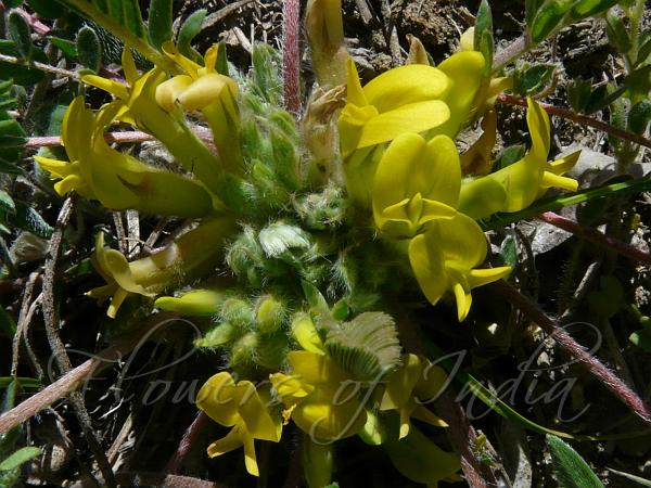 Root-Flower Milk-Vetch