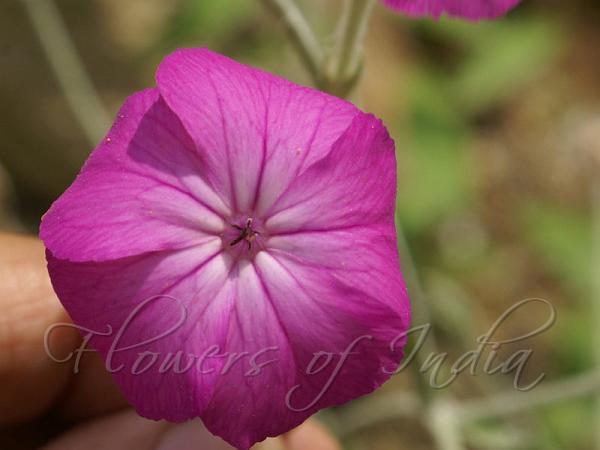 Rose Campion