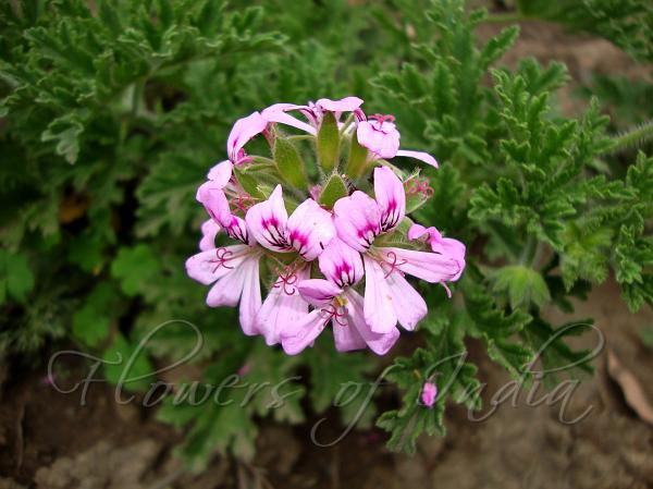 Rose-Scented Geranium