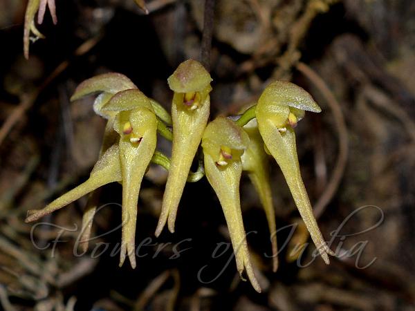 Rough Bulb-Leaf Orchid