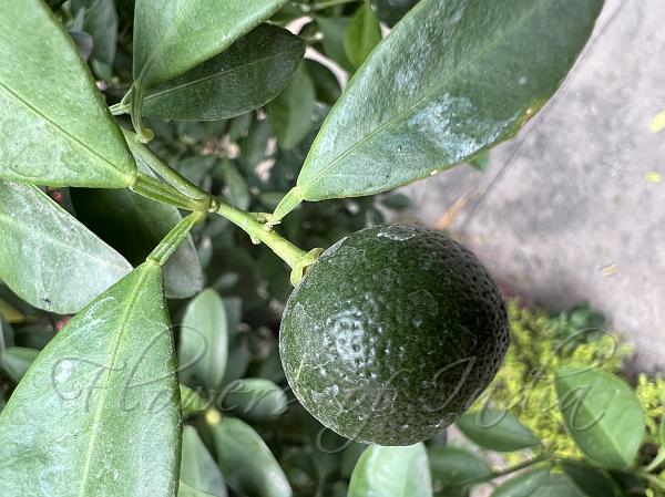 Round Kumquat