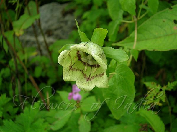 Roundleaf Bellflower