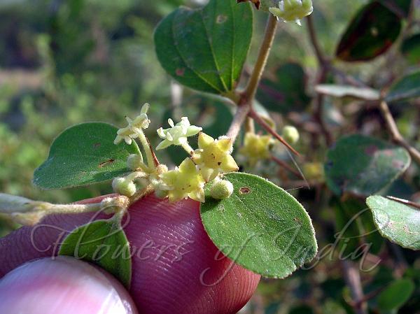 Roundleaf Jujube