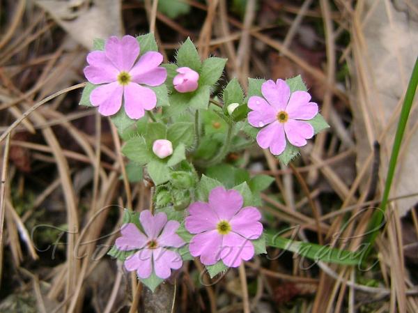 Roundleaf Rock Jasmine