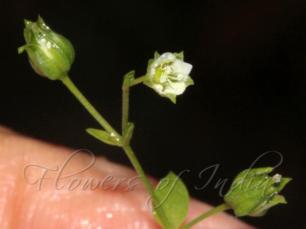 Roundleaf Sandwort