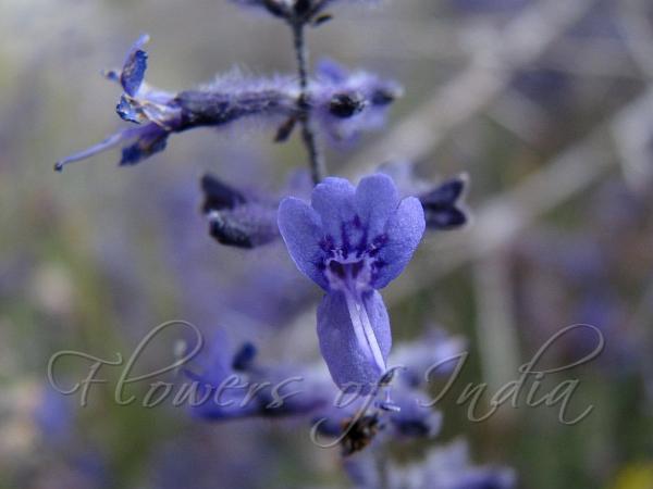 Russian Sage
