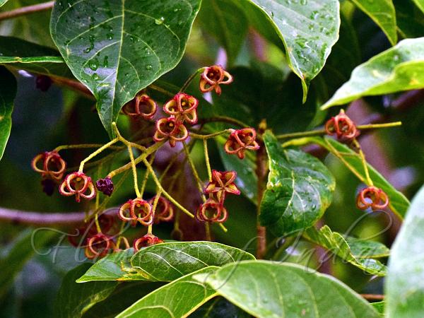 Rusty Sterculia