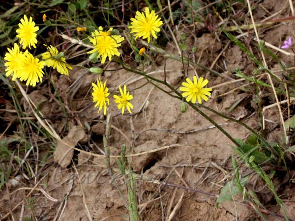 Sacred Hawksbeard