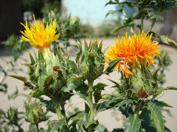 Safflower