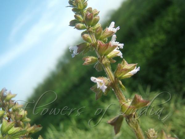 Salvia plebeia - Sage Weed