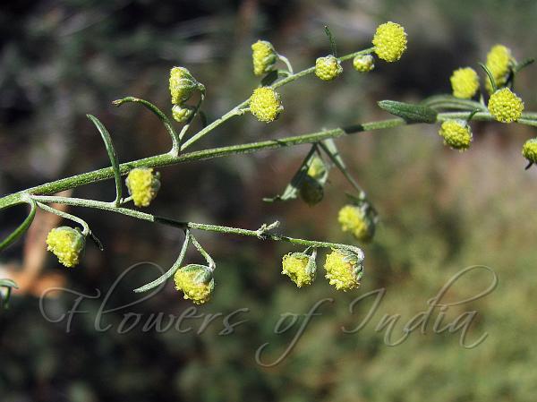 Santolina-Leaved Wormwood