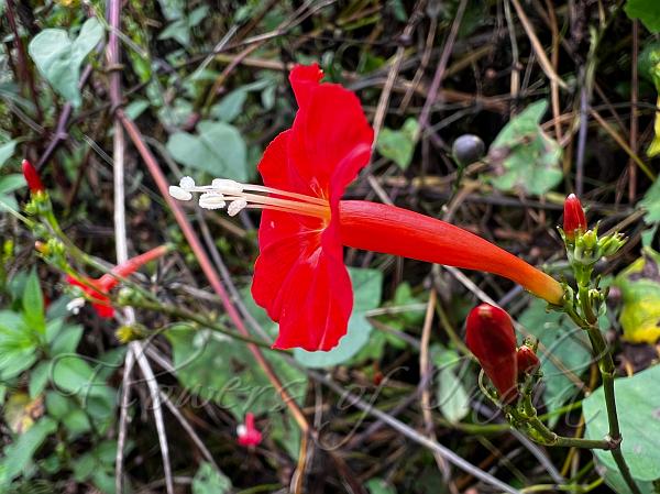 Scarlet Morning Glory