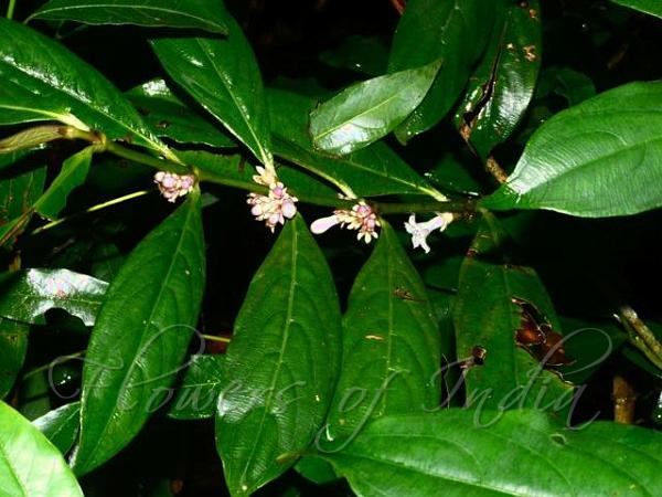 Scentless Wool-Flower