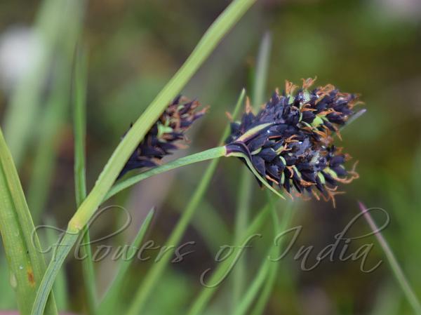 Scorched Alpine Sedge