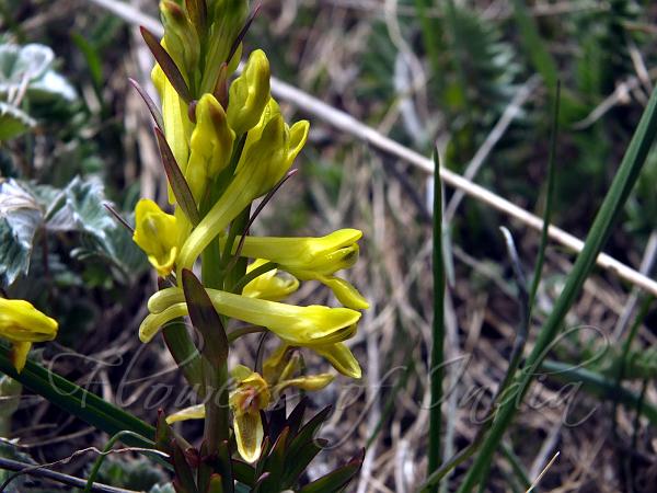 Sea-Fennel-Leaf Corydalis