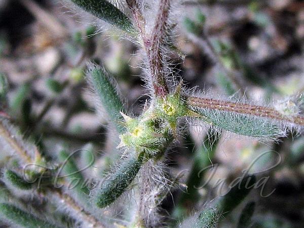 Shaggy-Leaved Smotherweed