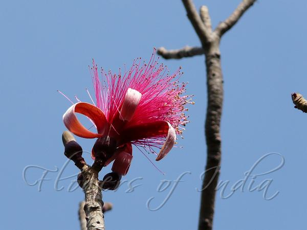 Shaving Brush Tree