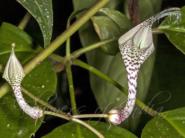 Shining Ceropegia