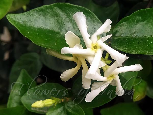 Shining Star Jasmine