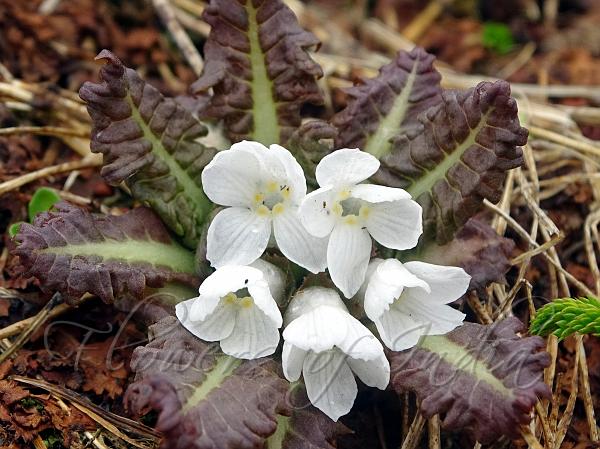 Shining White Primrose