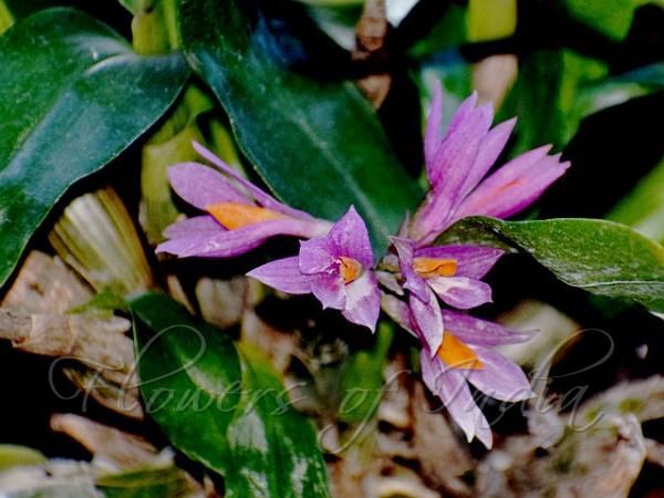 Shiny-Leaf Dendrobium