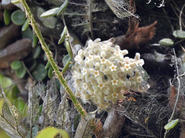 Shooting Star Wax Flower