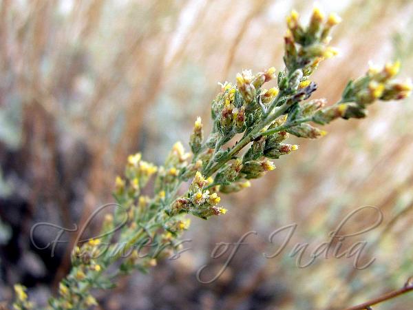 Short-Leaved Wormwood