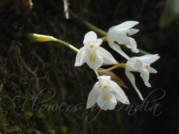 Short-Stem Coelogyne