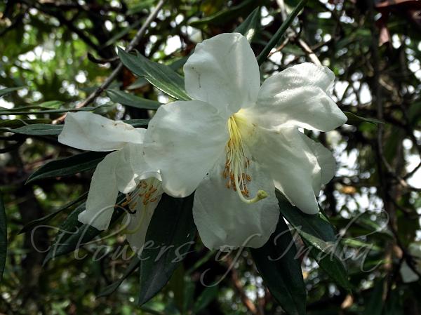 Short-Tube Rhododendron