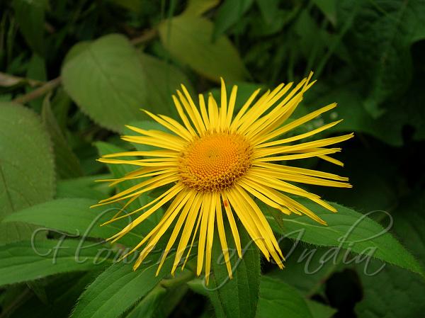 Showy Inula