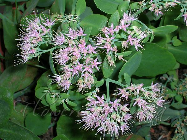 Showy Sedum