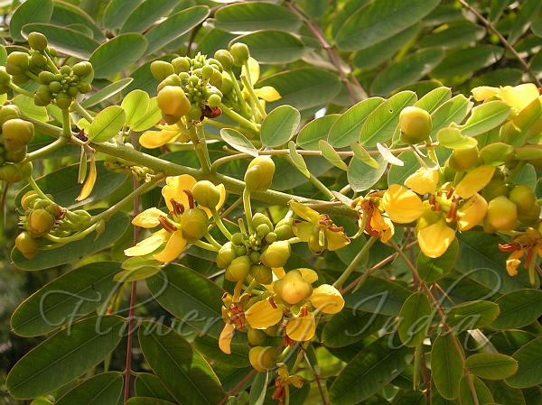 Siamese Cassia