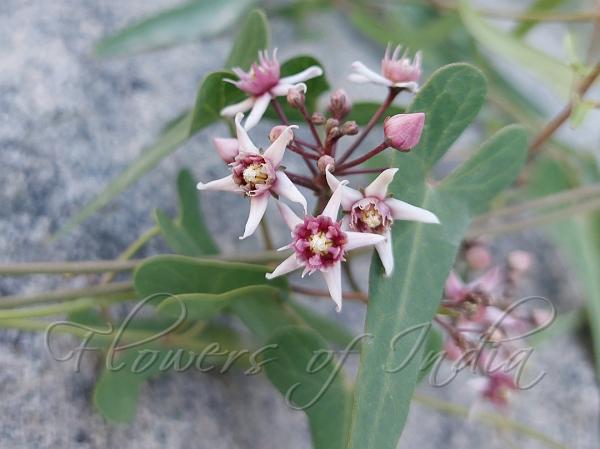 Siberian Swallow-Wort