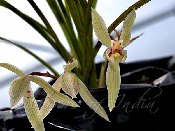 Sichuan Cymbidium