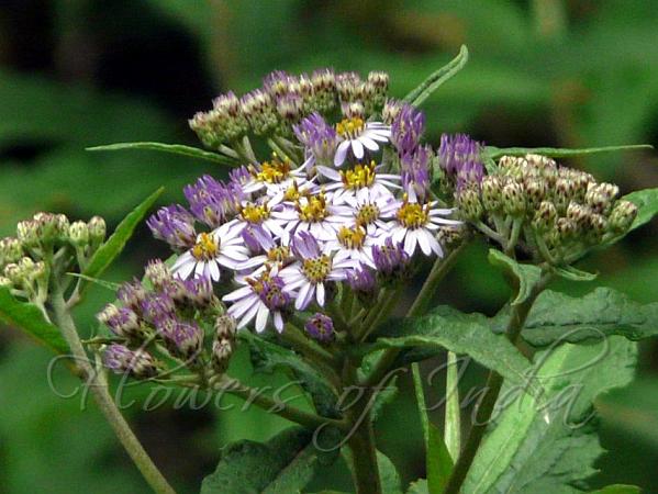 Sikkim Aster