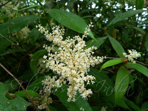 Sikkim Knotweed