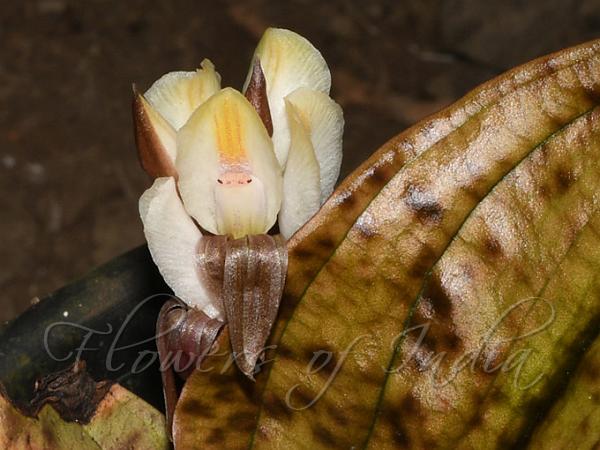 Sikkim Nephelaphyllum